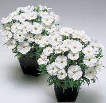 Гвоздика китайская Карпет Сноу [100 шт] - ООО «Семена Тут»