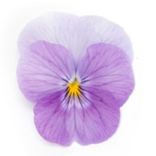 img-1: Виола рогатая Флорал Пауэр F1 Пинк Бикон [1000 шт] - ООО «Семена Тут»