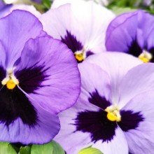 Виола крупноцветковая Селло Океан [1000 шт] - ООО «Семена Тут»