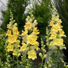 Львиный зев махровый Твинни Еллоу Шейдес [1000 шт] - ООО «Семена Тут»