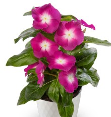 img-1: Катарантус Кора Маджента Хало [1000 шт] - ООО «Семена Тут»