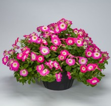 img-1: Петуния ампельная Хэнг Аут Роуз Морн [100 драже] - ООО «Семена Тут»