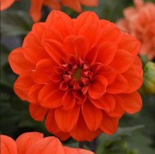 Георгина Фигаро Оранж Шейдес [5000 шт] - ООО «Семена Тут»