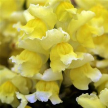 Львиный зев Снэпшот Еллоу [1000 шт] - ООО «Семена Тут»