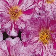 img-1: Портулак Сандайл F1 Пепперминт [1000 м/драже] - ООО «Семена Тут»