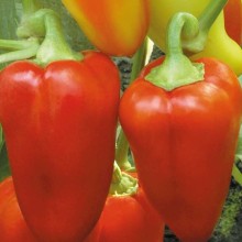 Перец Князь серебряный - ООО «Семена Тут»