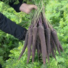 img-1: Морковь Пёрпл Сан F1 (фракция: 1,8-2,0 мм) - ООО «Семена Тут»