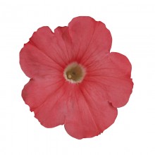 Петуния мультифлора Мерлин Салмон [100 драже] - ООО «Семена Тут»