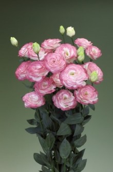 img-1: Эустома Крома 3 Пинк Пикоти [100 драже] - ООО «Семена Тут»