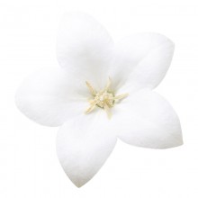 Платикодон Астра Пьюр Вайт [100 шт] - ООО «Семена Тут»