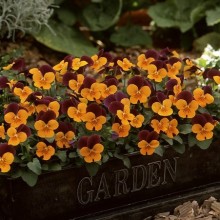 img-1: Виола рогатая Флорал Пауэр F1 Оранж Ред Винг [1000 шт] - ООО «Семена Тут»