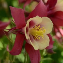 img-1: Аквилегия Эрлиберд Ред Еллоу [100 шт] - ООО «Семена Тут»