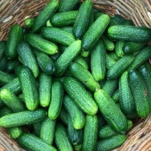 Огурец Посадский F1 - ООО «Семена Тут»