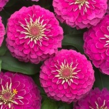 Цинния Прециоза Роуз [100 шт] - ООО «Семена Тут»