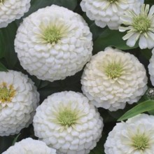 Цинния Прециоза Вайт [100 шт] - ООО «Семена Тут»