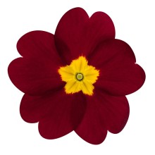 Примула Данесса Бургунди [100 шт] - ООО «Семена Тут»