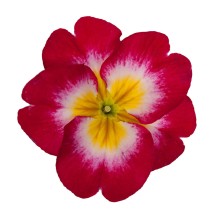 Примула Данесса Роуз Биколор [100 шт] - ООО «Семена Тут»