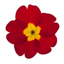 Примула Данесса Скарлет [100 шт] - ООО «Семена Тут»