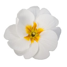 Примула Данесса Вайт [100 шт] - ООО «Семена Тут»