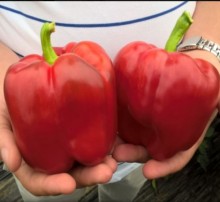 img-1: Перец Прокрафт F1 - ООО «Семена Тут»