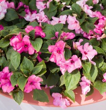 img-1: Бальзамин Имара F1 Пинк [1000 шт] - ООО «Семена Тут»