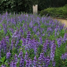 img-1: Ангелония Серена Блю [100 драже] - ООО «Семена Тут»