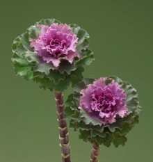 Капуста декоративная Крейн Раффл Роуз [100 шт] - ООО «Семена Тут»