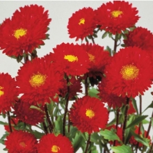 Астра Мацумото Ред [2500 шт] - ООО «Семена Тут»