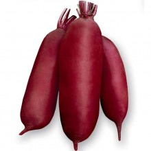 Свекла Родена F1 [фракция 2,4-3,2 мм] - ООО «Семена Тут»