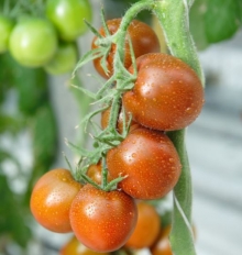 img-1: Томат Сармат - ООО «Семена Тут»