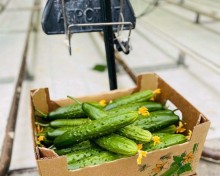 img-3: Огурец Магнит F1 - ООО «Семена Тут»