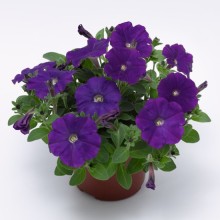 Петуния миллифлора Флэш Форвард Блю [1000 драже] - ООО «Семена Тут»