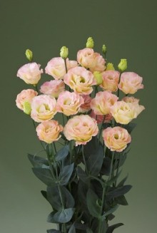 img-1: Эустома Крома 2 Шампань [100 драже] - ООО «Семена Тут»