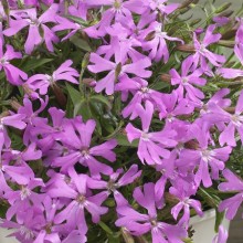 img-1: Смолевка Силки F1 Пинк [100 шт] - ООО «Семена Тут»