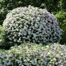 img-1: Петуния ампельная F1 Тайдал Вэйв Сильвер [100 драже] - ООО «Семена Тут»