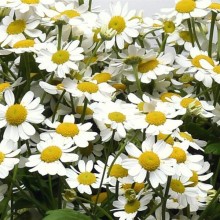 Ромашка  Вегмо Сингл  [100 драже] - ООО «Семена Тут»