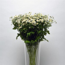 img-2: Ромашка  Вегмо Сингл  [1000 драже] - ООО «Семена Тут»