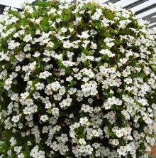 img-1: Бакопа Сноутопия [100 м/драже] - ООО «Семена Тут»