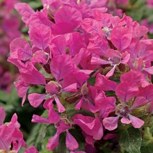 img-1: Куфея Шрирача F1 Пинк [100 шт] - ООО «Семена Тут»