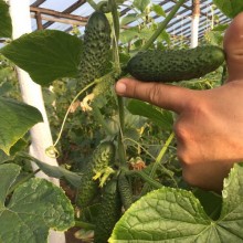 img-1: Огурец СВ 3506 ЦВ F1 - ООО «Семена Тут»