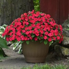 img-1: Бальзамин Бикон Липстик [100 шт] - ООО «Семена Тут»