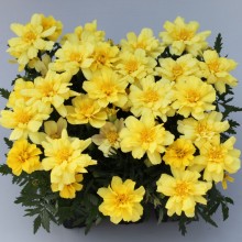 img-1: Бархатцы отклоненные Алюмиа Ванилла Крим [100 шт] - ООО «Семена Тут»