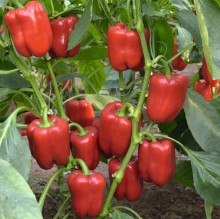 Перец Темза F1 - ООО «Семена Тут»