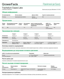 img-2: Трахелиум Лейк Форест Пепл [1000 драже] - ООО «Семена Тут»