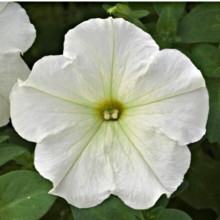 Петуния гибридная Трилоджи Лайм [50 драже] - ООО «Семена Тут»