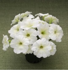 img-1: Петуния гибридная Трилоджи Лайм [50 драже] - ООО «Семена Тут»