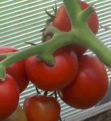 Томат Удача F1 - ООО «Семена Тут»