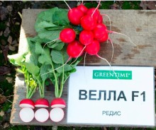 img-1: Редис Велла F1 - ООО «Семена Тут»