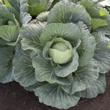 img-1: Капуста белокочанная Вертекс F1 - ООО «Семена Тут»