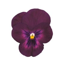 Виола рогатая Грандиссимо Парпл Глоу [100 шт] - ООО «Семена Тут»